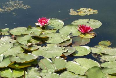 Прикрепленное изображение: lilea.jpg